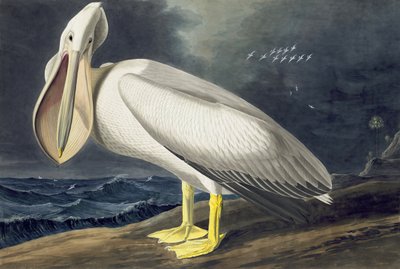 Pélican blanc d