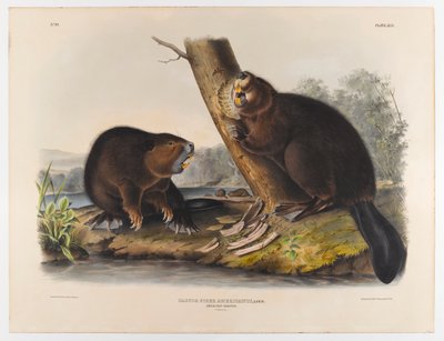 Castor américain, 1844 - John James Audubon