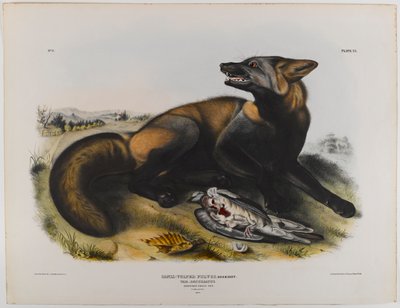 Renard croisé américain - John James Audubon