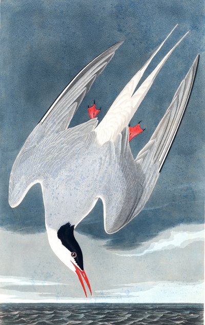 Sterne arctique, Sterna Paradisaea, de "Les Oiseaux d