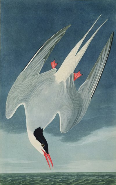 Sterne arctique, de 
