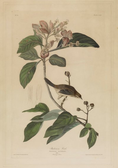  - John James Audubon