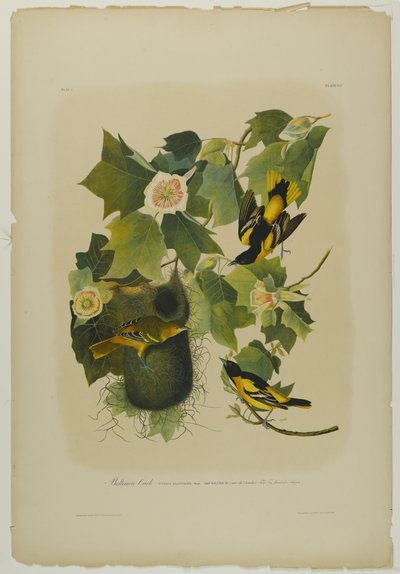 Oriole de Baltimore, imprimé par Julien Bien et publié par Roe Lockwood & Son, 1861 - John James Audubon