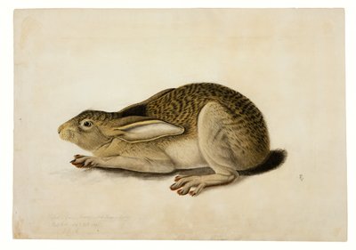 Lièvre à queue noire - John James Audubon