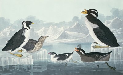 Guillemot à gorge noire, Macareux à bec en forme de bouton, Macareux à crête bouclée, Guillemot à bec cornu, dessinés d