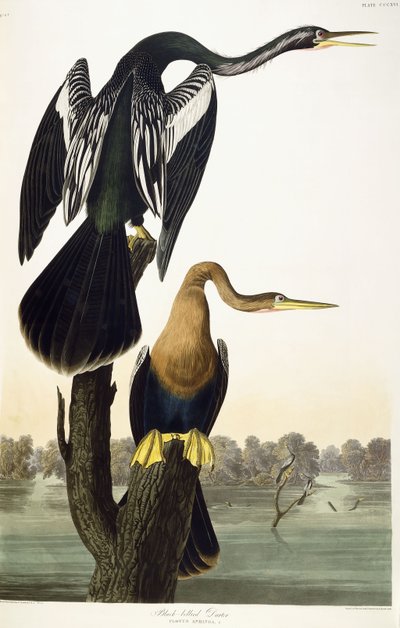 Anhinga d