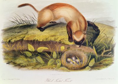 Furet à pieds noirs de 
