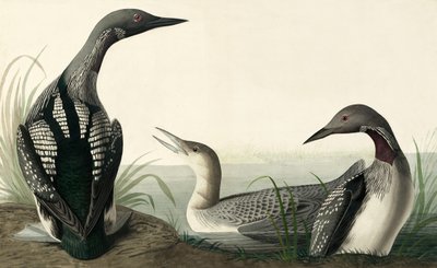 Plongeon arctique, Colymbus Arcticus, de "Les Oiseaux d