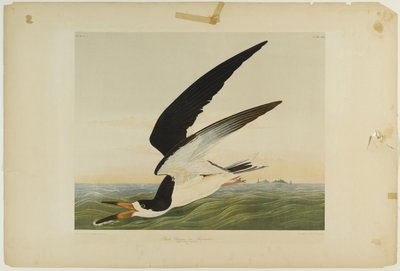 Bec-en-ciseaux noir, imprimé par Julien Bien et publié par Roe Lockwood & Son, 1861 - John James Audubon