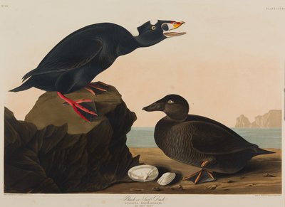Canard noir ou canard de mer, 1836 - John James Audubon