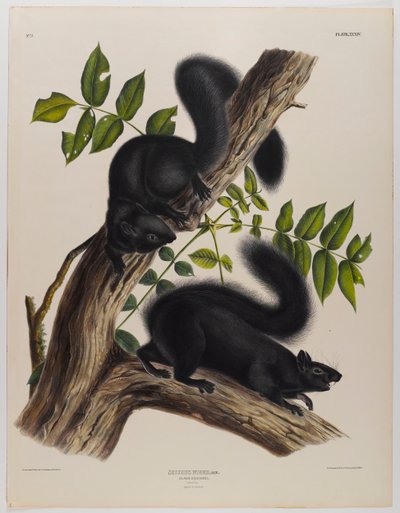 Écureuil noir - John James Audubon