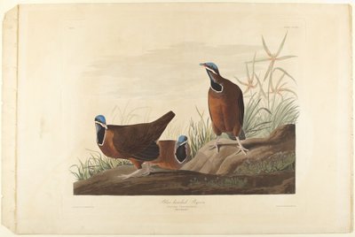 Pigeon à tête bleue - John James Audubon