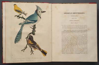 Geai bleu, page de l