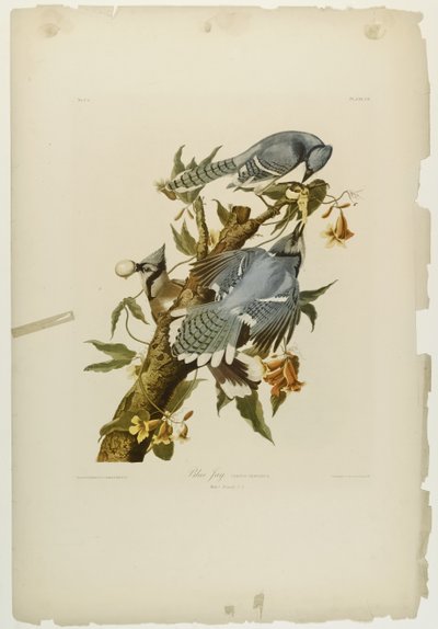 Geai bleu, imprimé par Julien Bien et publié par Roe Lockwood & Son, 1861 - John James Audubon
