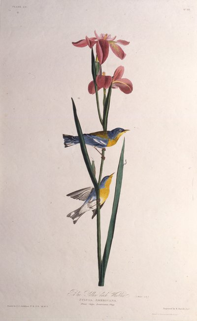 Paruline à dos jaune. De Les Oiseaux d
