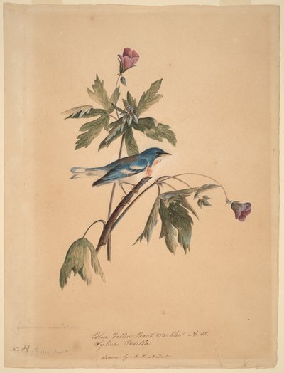  - John James Audubon