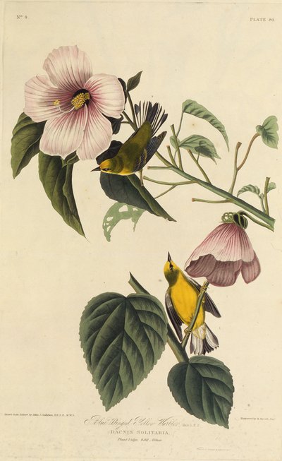 Paruline jaune à ailes bleues. De Les Oiseaux d