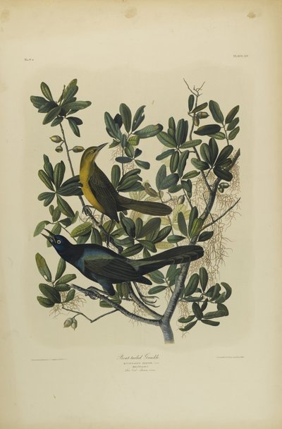 Quiscale à longue queue, imprimé par Julien Bien et publié par Roe Lockwood & Son, 1861 - John James Audubon