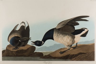 Bernache cravant, 1837 - John James Audubon