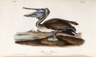 Pélican brun - John James Audubon