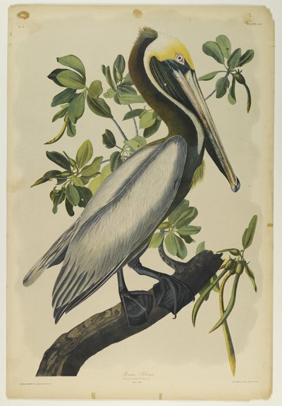Pélican brun, imprimé par Julien Bien et publié par Roe Lockwood & Son, 1861 - John James Audubon