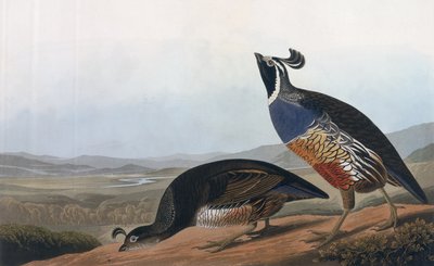 Perdrix californienne, de 