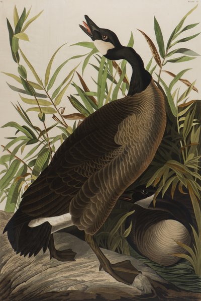 Bernache du Canada, 1827-1838 - John James Audubon