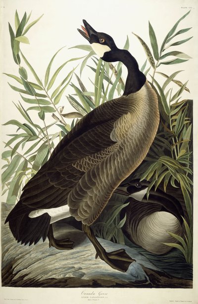 Bernache du Canada - John James Audubon