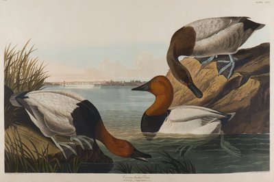 Canard à dos de toile, 1836 - John James Audubon
