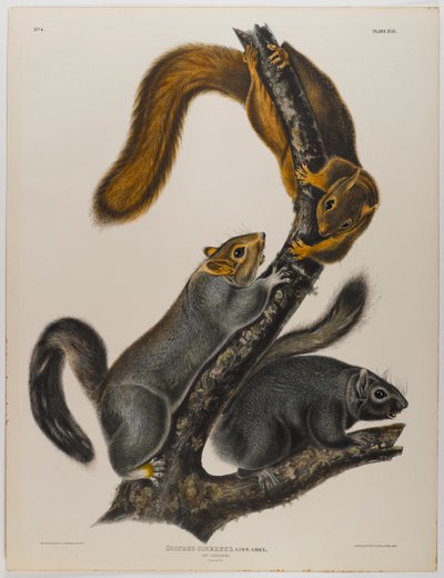 Écureuil chat - John James Audubon