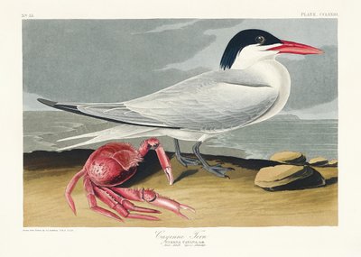  - John James Audubon