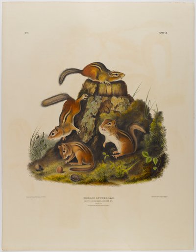 Tamia rayé - John James Audubon