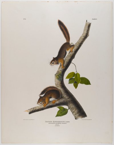 Écureuil colombien - John James Audubon