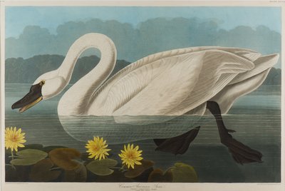 Cygne américain commun, 1838 - John James Audubon