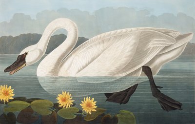 Cygne américain, Cygnus Americanus, de "Les Oiseaux d