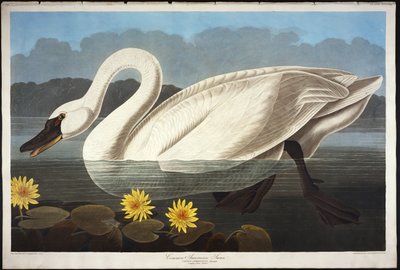 Cygne américain commun. Cygne siffleur - John James Audubon