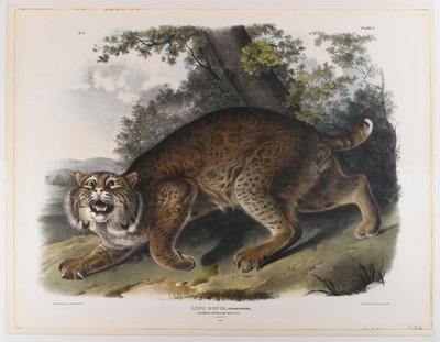 Chat sauvage américain commun - John James Audubon
