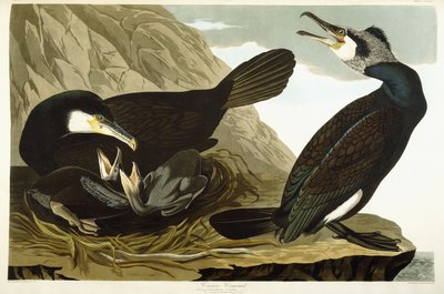 Grand cormoran - John James Audubon