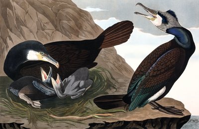 Grand Cormoran, Phalacrocorax Carbo, de "Les Oiseaux d