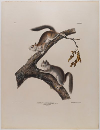 Écureuil duveteux - John James Audubon
