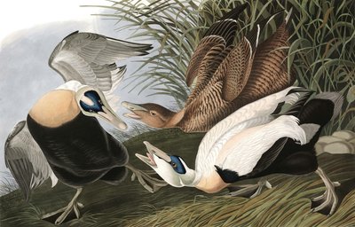 Eider à duvet, Fuligula Mollissima, de "Les Oiseaux d