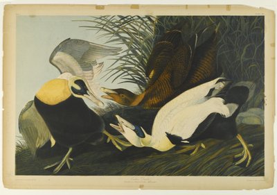 Eider, imprimé par Julien Bien et publié par Roe Lockwood & Son, 1861 - John James Audubon