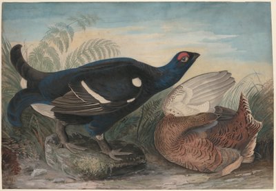 Coqs noirs anglais - John James Audubon