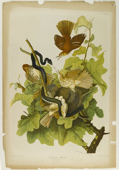 Grive rouilleuse, imprimé par Julien Bien et publié par Roe Lockwood & Son, 1861 - John James Audubon