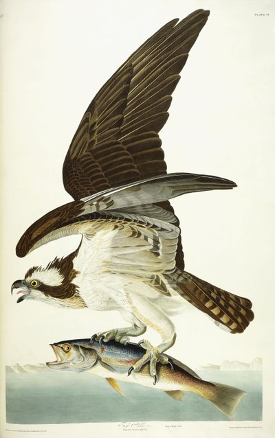 Balbuzard pêcheur, 1830 - John James Audubon