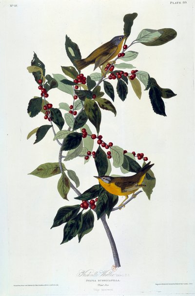 Fleurs et oiseaux - John James Audubon