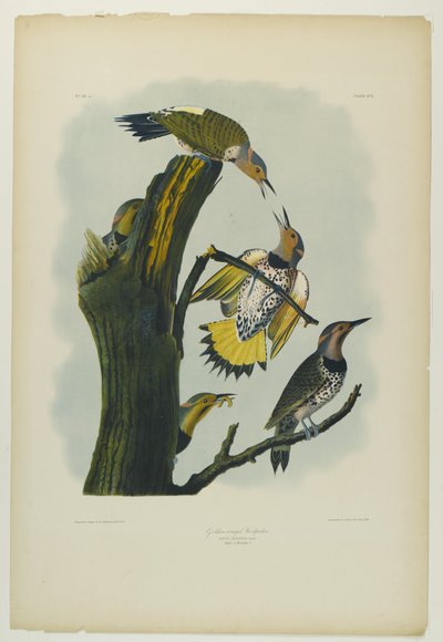 Pic flamboyant, imprimé par Julien Bien et publié par Roe Lockwood & Son, 1861 - John James Audubon
