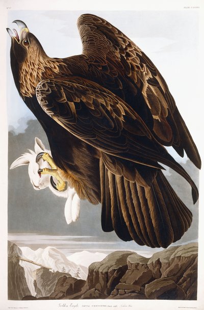 Aigle royal, 1833 - John James Audubon