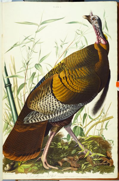 Grand dindon sauvage américain mâle - John James Audubon
