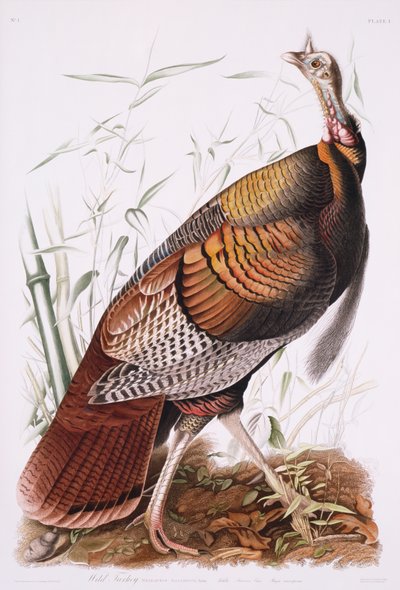 Grand Coq Américain, ou Dindon Sauvage - John James Audubon